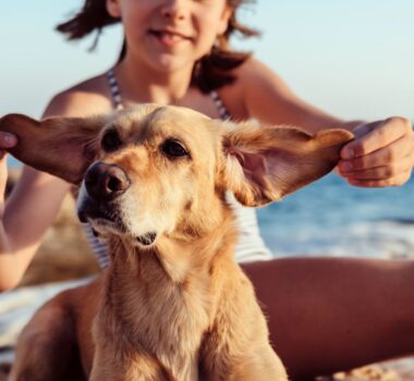meilleurs appartements acceptant animaux de compagnie à peñiscola
